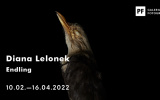 Wystawa Diany Lelonek "Endling" Źródło zdjęcia: Galeria Fotografii pf